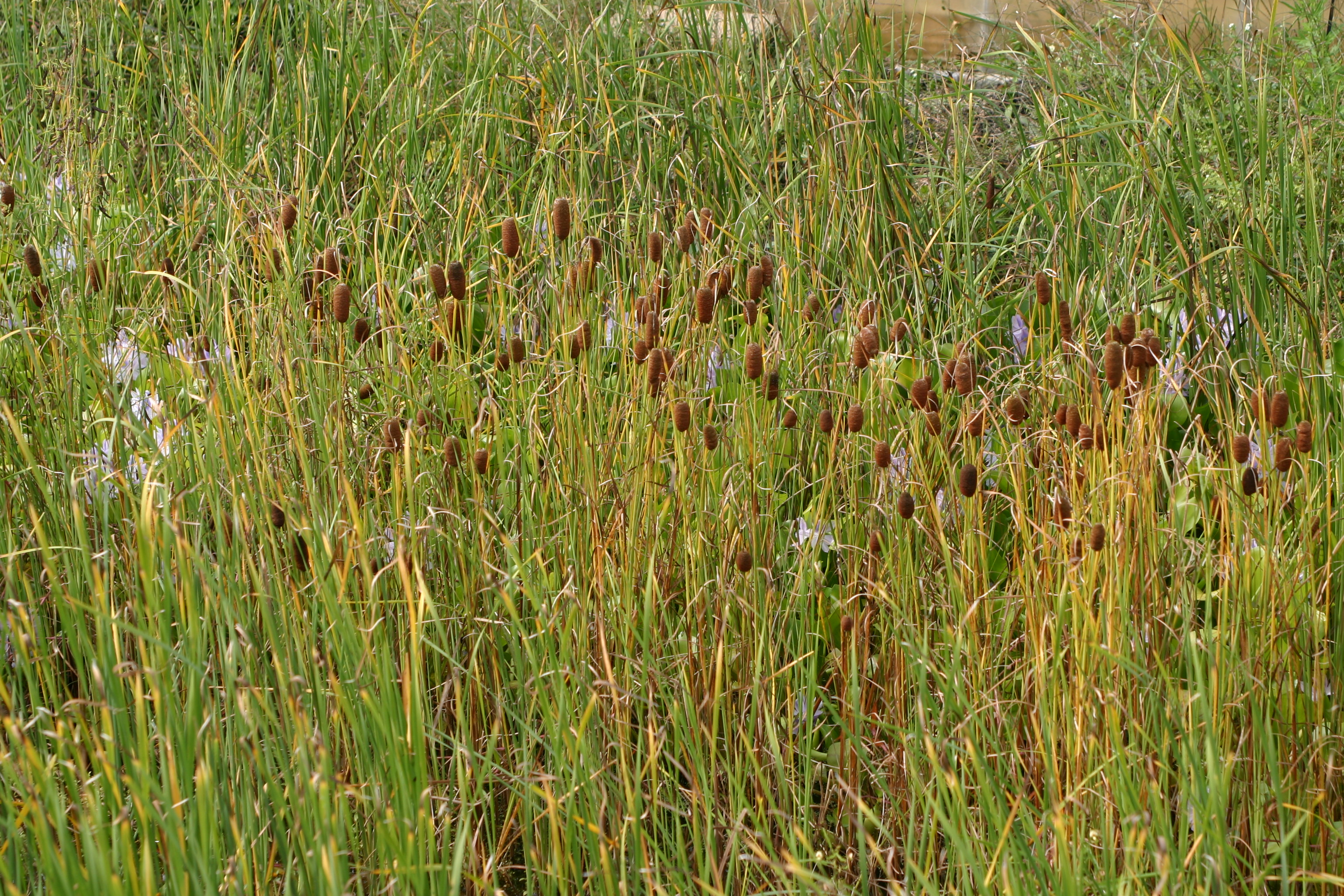 Typha minima